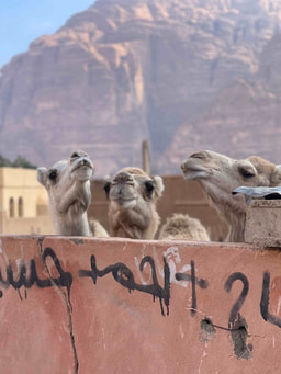 Three camels looking over a wall